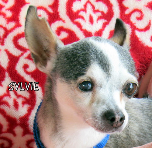 Sylvie (GrandPaws)