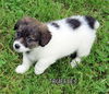 Truffles (Puppy)