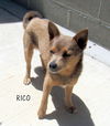 Rico