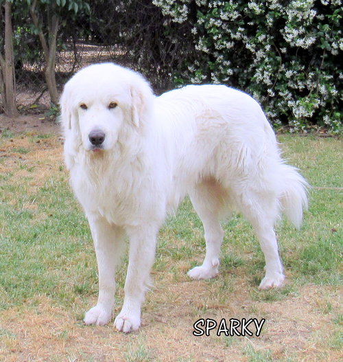 Sparky (Ritzy)