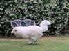Sparky (Ritzy)