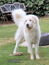 Sparky (Ritzy)