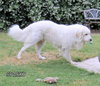 Sparky (Ritzy)