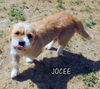 Jocee