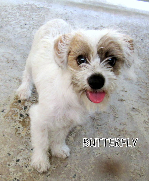 Butterfly (Puppy)
