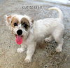 Butterfly (Puppy)