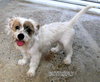 Butterfly (Puppy)