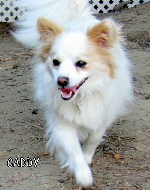 Caddy (Ritzy)