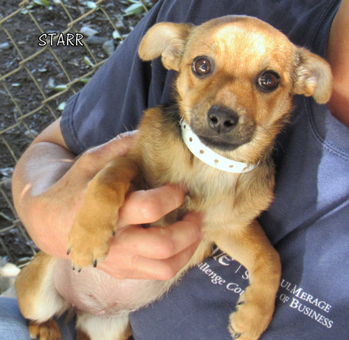 Starr (Puppy)
