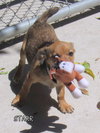 Starr (Puppy)
