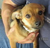 Starr (Puppy)