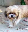 Jewel (Ritzy)