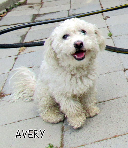 Avery (Ritzy)