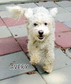 Avery (Ritzy)