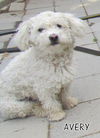 Avery (Ritzy)