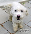 Avery (Ritzy)