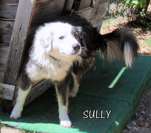 Sully (Ritzy)