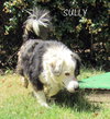 Sully (Ritzy)