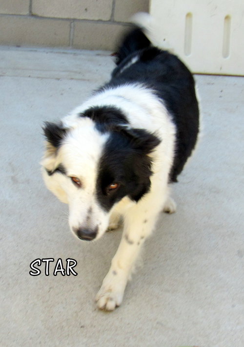 Star
