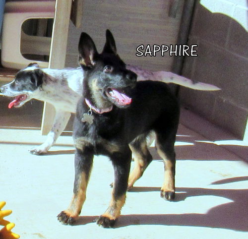 Sapphire (Puppy)