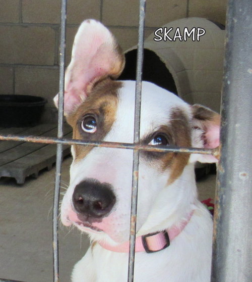 Skamp (Puppy)