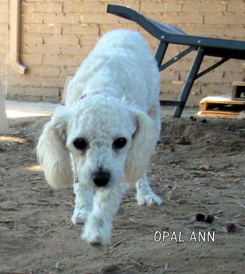 Opal Ann (Ritzy)