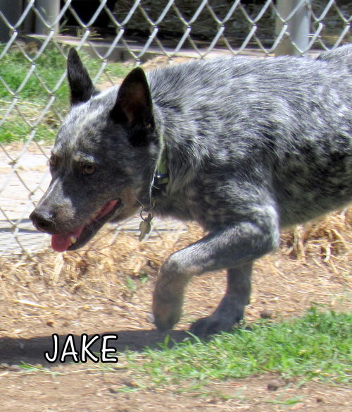 Jake