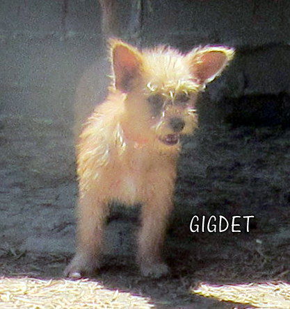 Gidget