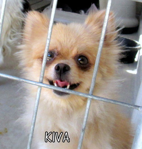 Kiva