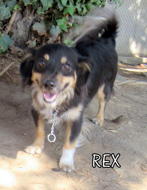 Rex