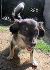 Rex
