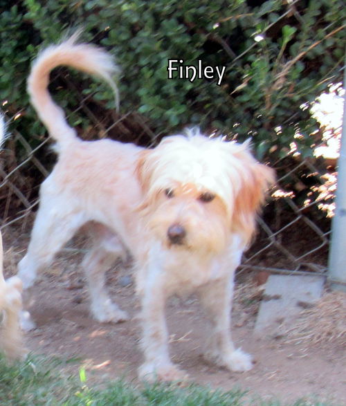 Finley