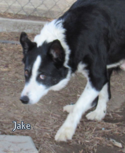 Jake