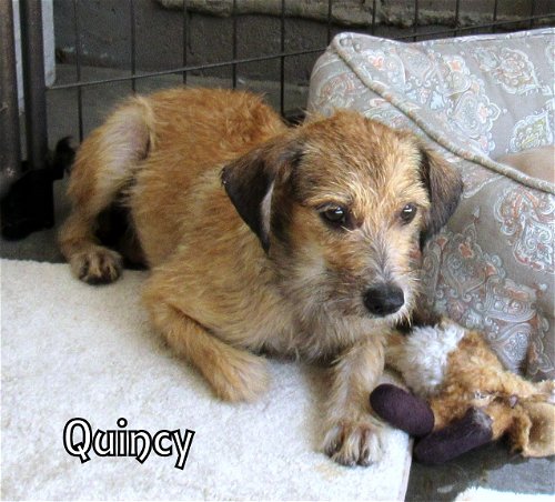 Quincy (Puppy)