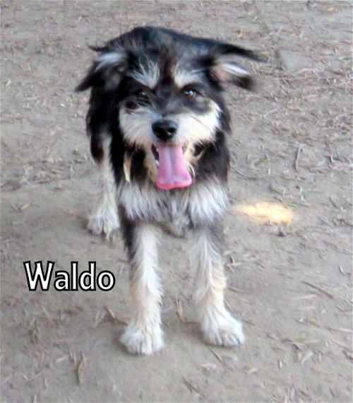 Waldo (Ritzy)
