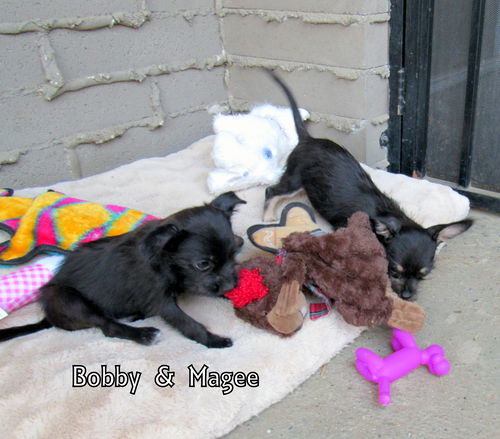 Bobby and Magee (Puppy)