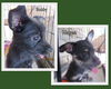 Bobby and Magee (Puppy)