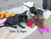 Bobby and Magee (Puppy)
