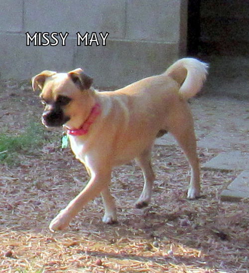 Missy May