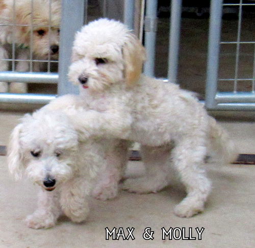 Max and Molly (Ritzy)