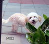 Max and Molly (Ritzy)