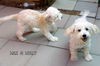 Max and Molly (Ritzy)