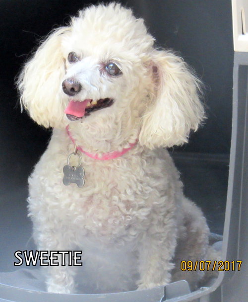 Sweetie (GrandPaws)