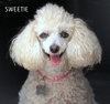 Sweetie (GrandPaws)