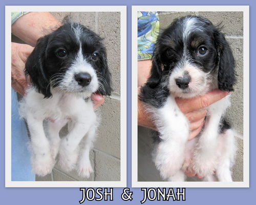 Josh and Jonah (Posh Puppy)