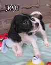 Josh and Jonah (Posh Puppy)