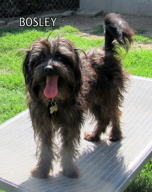 Bosley
