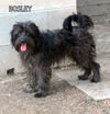 Bosley
