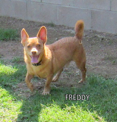 Freddy
