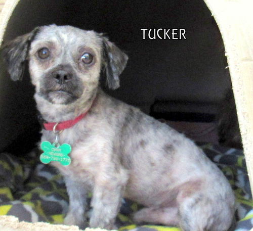 Tucker (Ritzy)